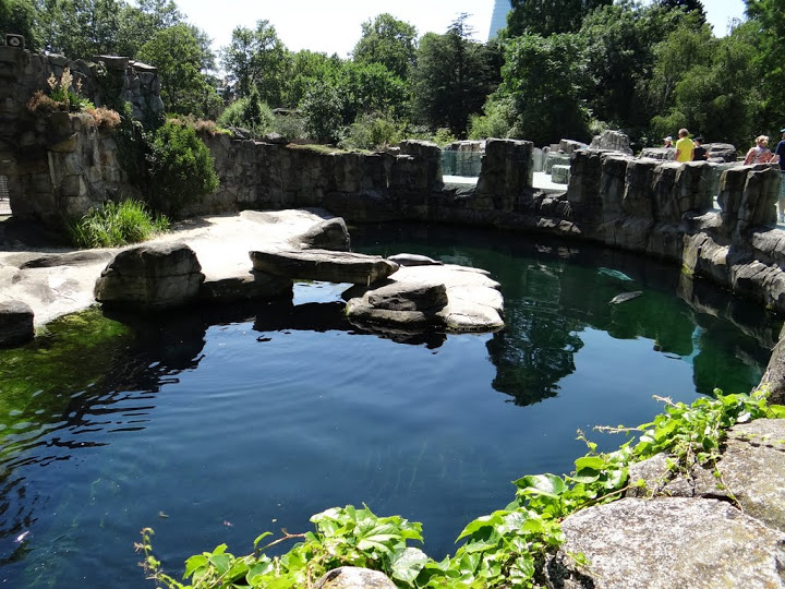 Swimming pool - Phoca vitulina