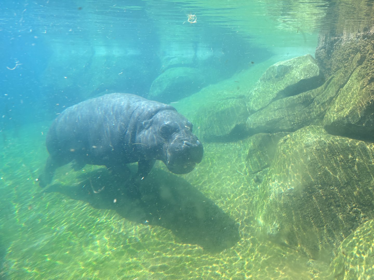 Swimming Pygmy Hippo