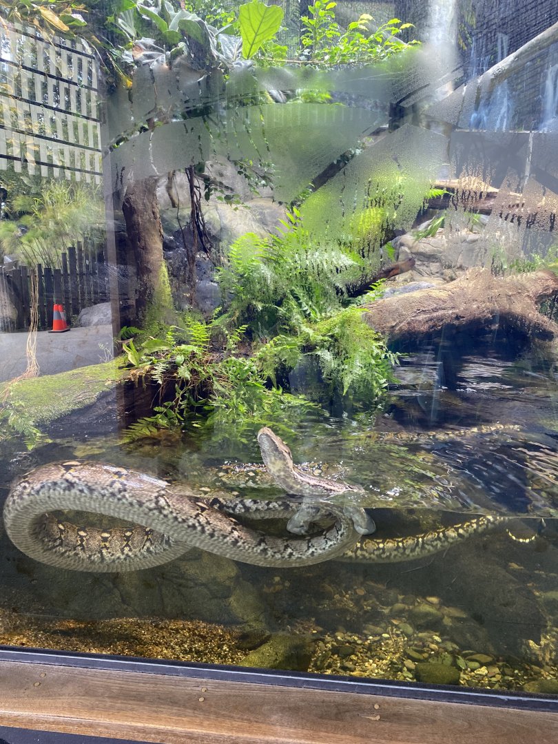 Swimming Reticulated Python