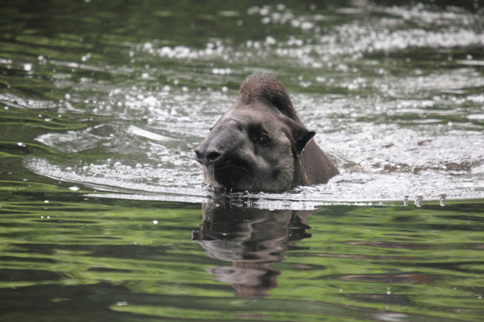 Swimming South American tapir (Tapirus terrestris).