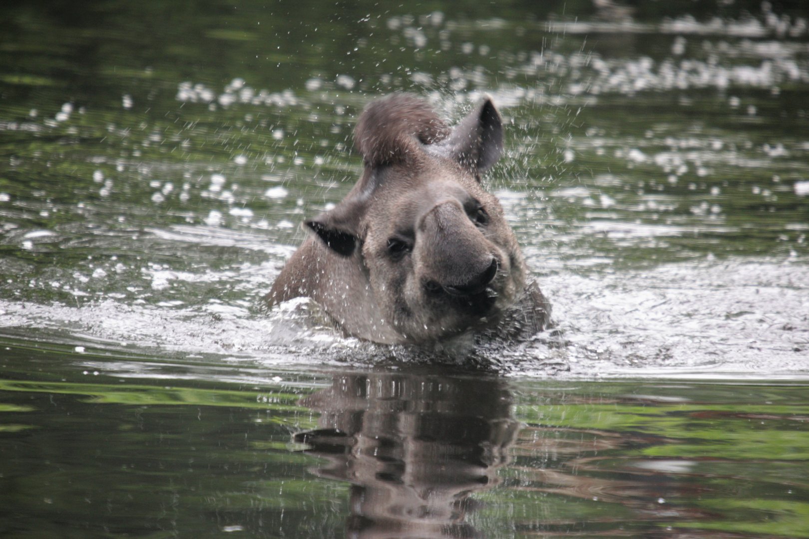 Swimming South American tapir (Tapirus terrestris).