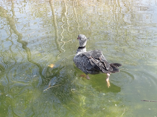 Swimming Southern screamer (Chauna torquata) (04/22)
