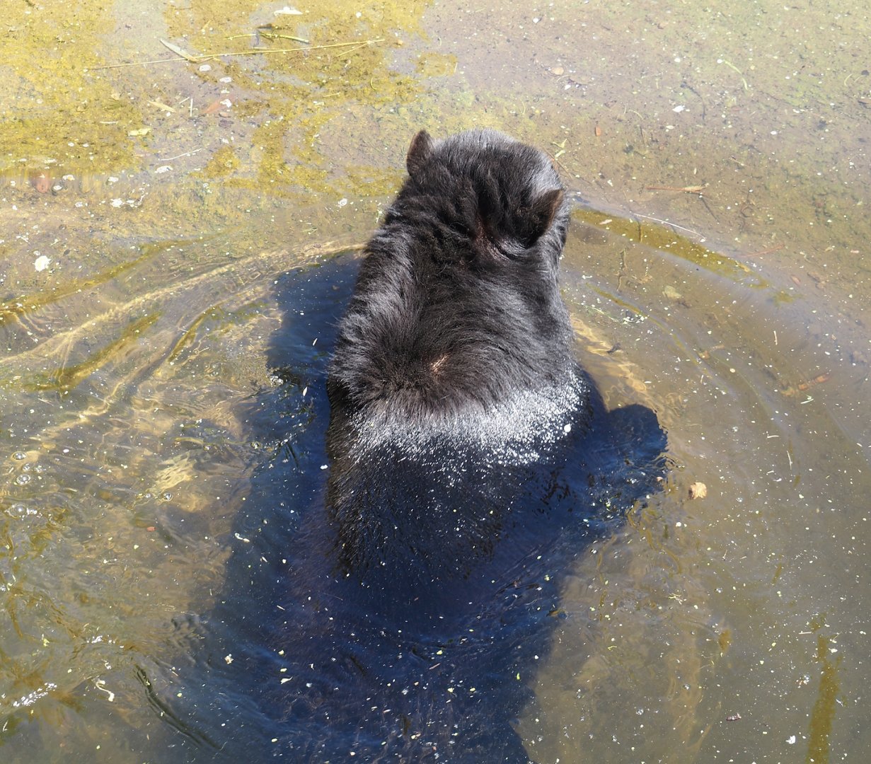 Swimming Spectacled bear (Tremarctos ornatus), 2024-06-08
