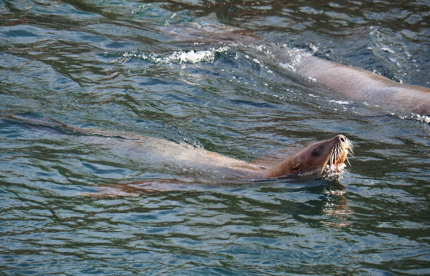 Swimming Steller's sea lion (Eumetopias jubatus), 2019-10-04