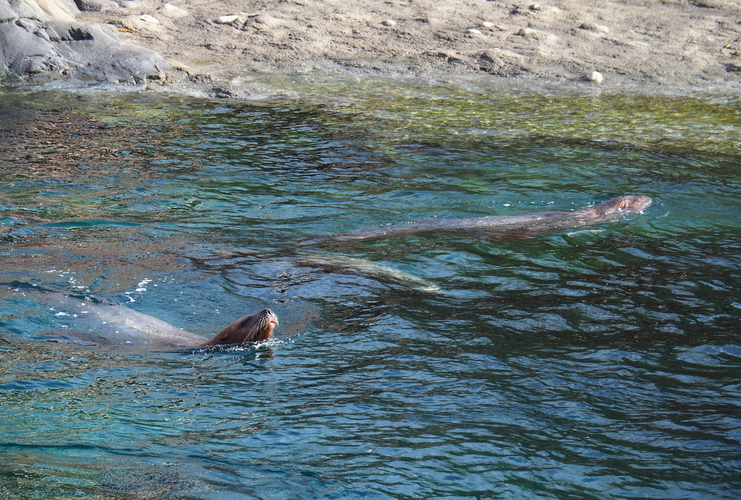 Swimming Steller's sea lions (Eumetopias jubatus), 2019-10-04