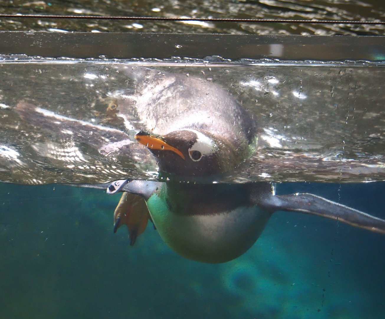 Swimming Subantarctic gentoo penguin (Pygoscelis papua papua), 2022-06-28