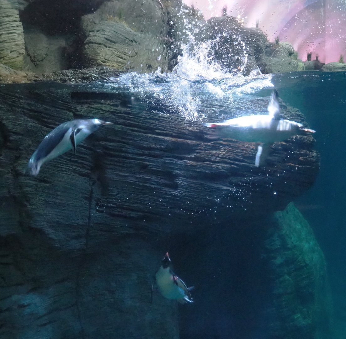 Swimming Subantarctic gentoo penguins (Pygoscelis papua papua), 2021-07-17