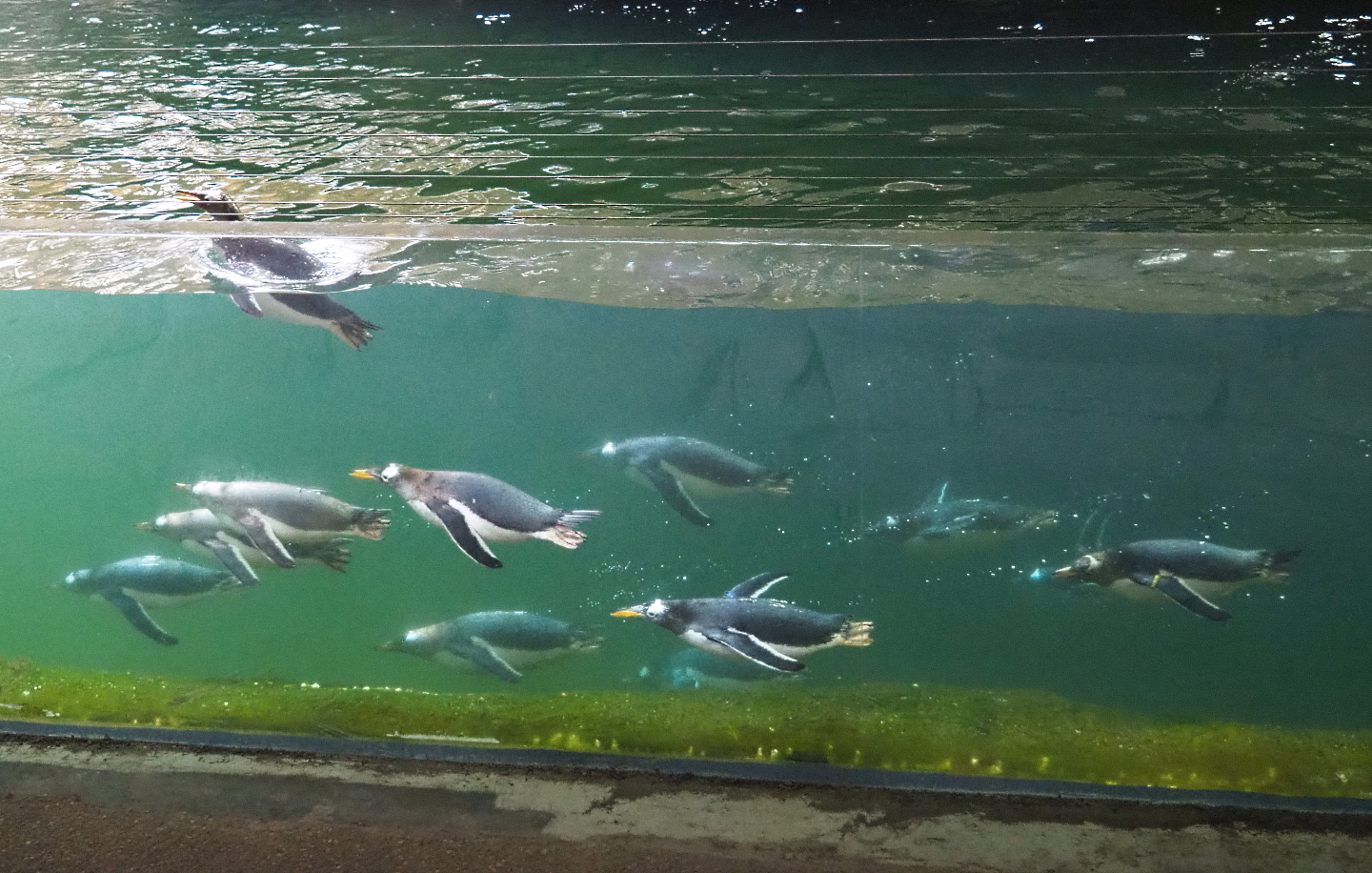 Swimming Subantarctic gentoo penguins (Pygoscelis papua papua), 2021-09-02