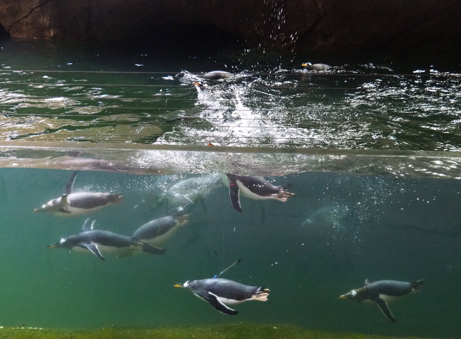 Swimming Subantarctic gentoo penguins (Pygoscelis papua papua), 2021-09-02