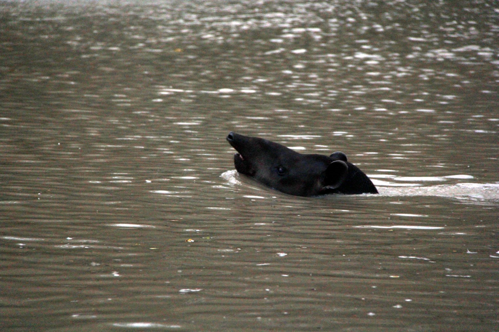 swimming tapir (Tapirus terrestris)