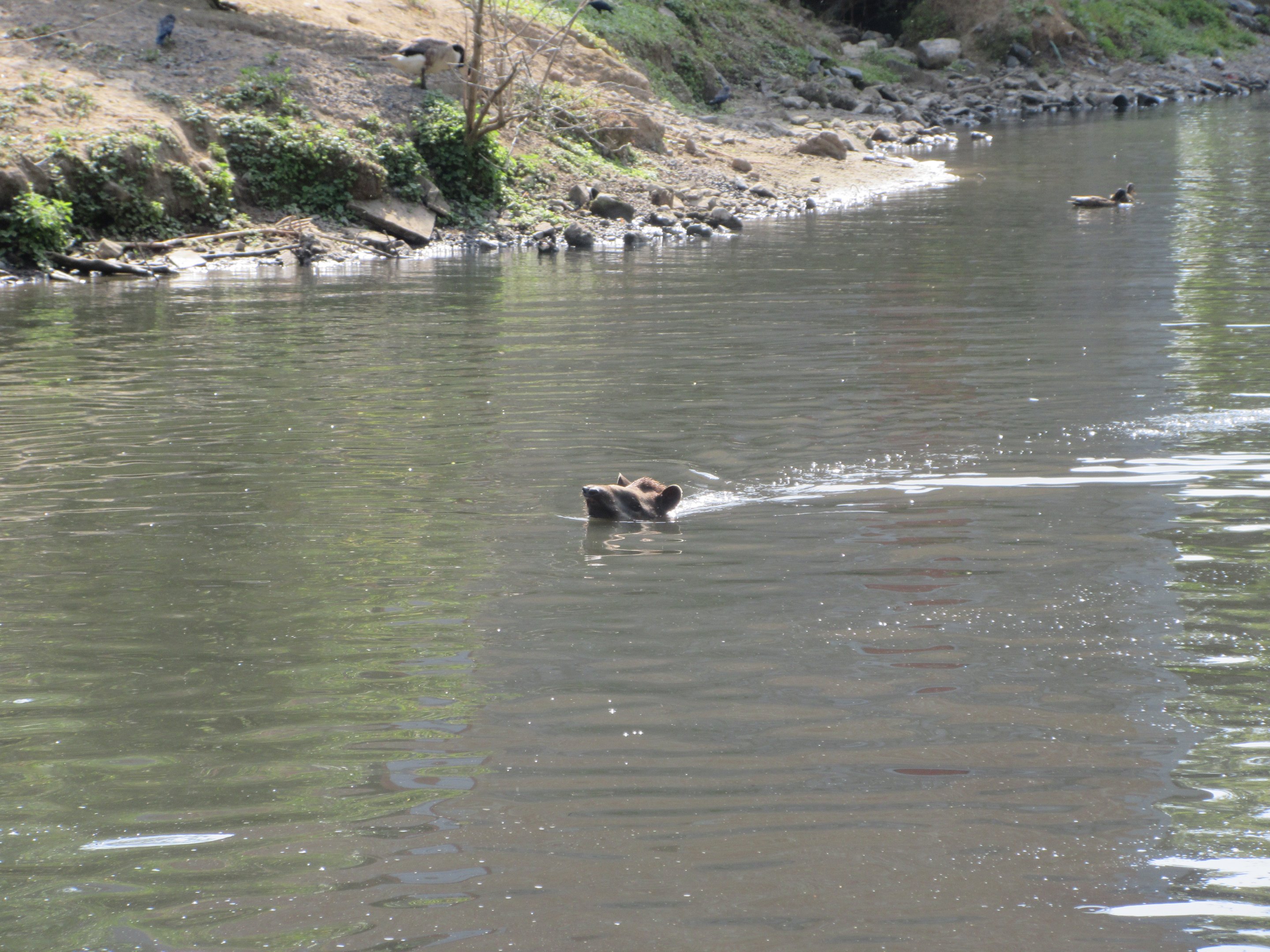 Swimming Tapir