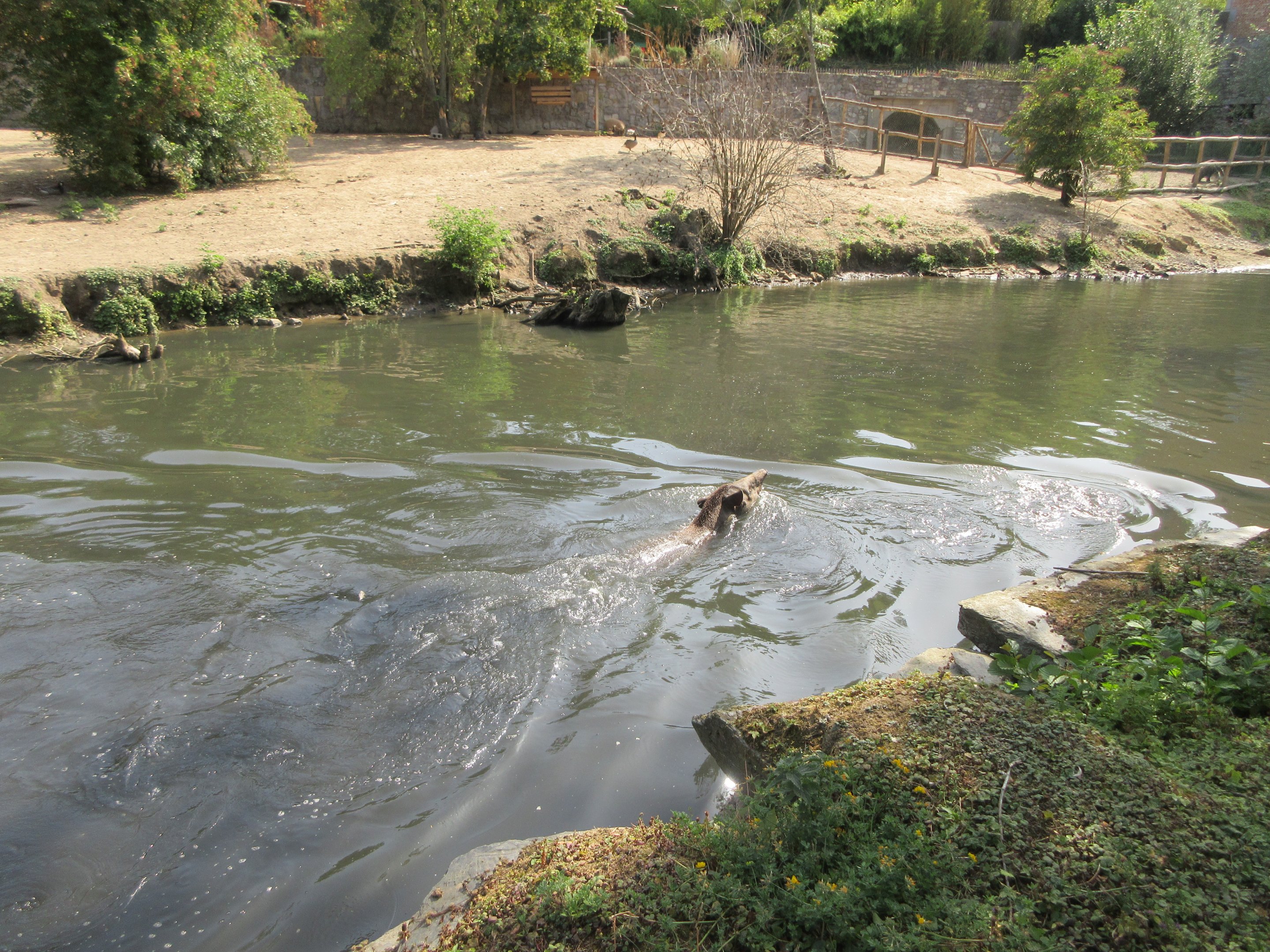 Swimming Tapir