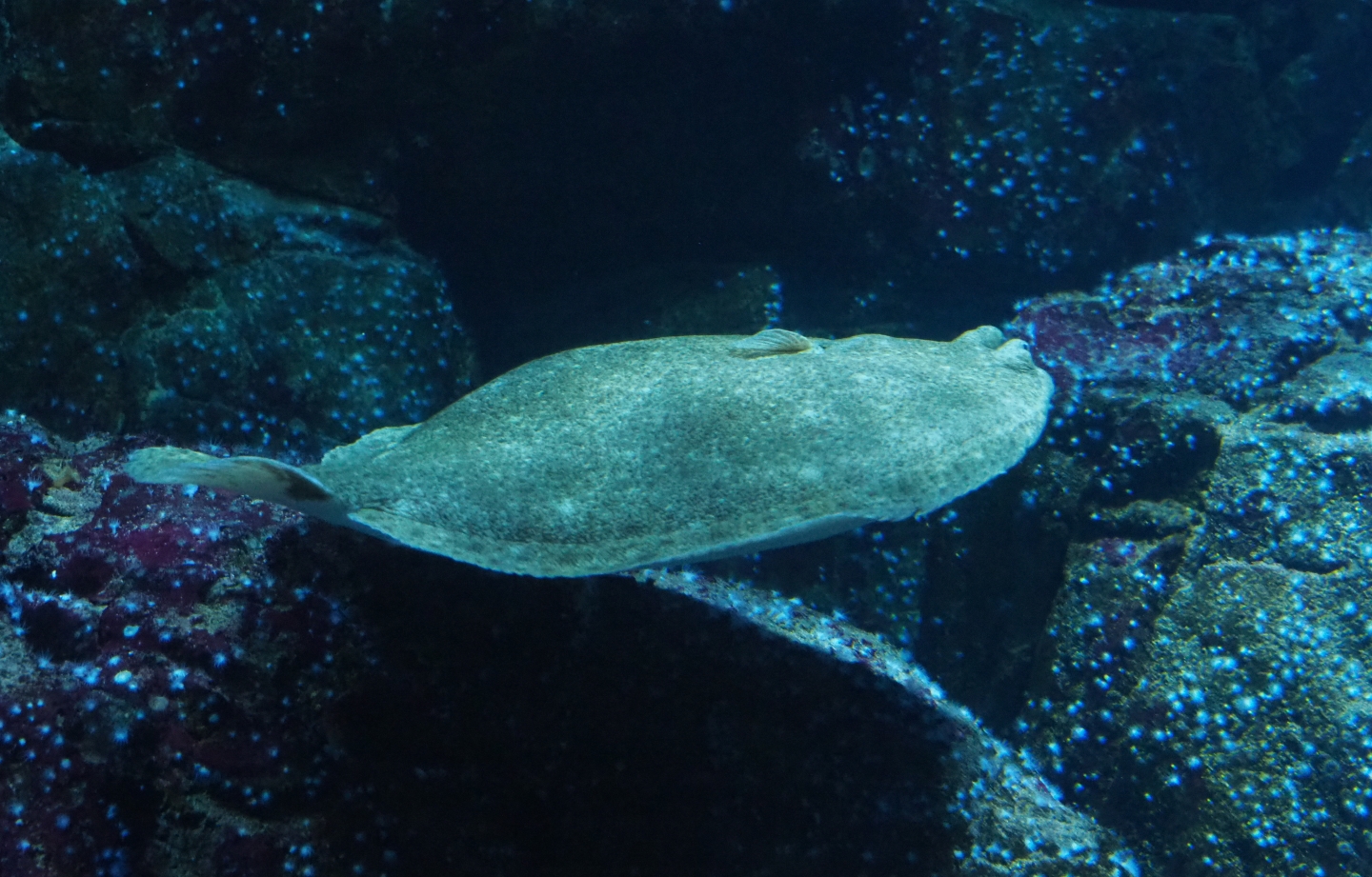 Swimming turbot (Scophthalmus maximus), Nov 10th, 2018