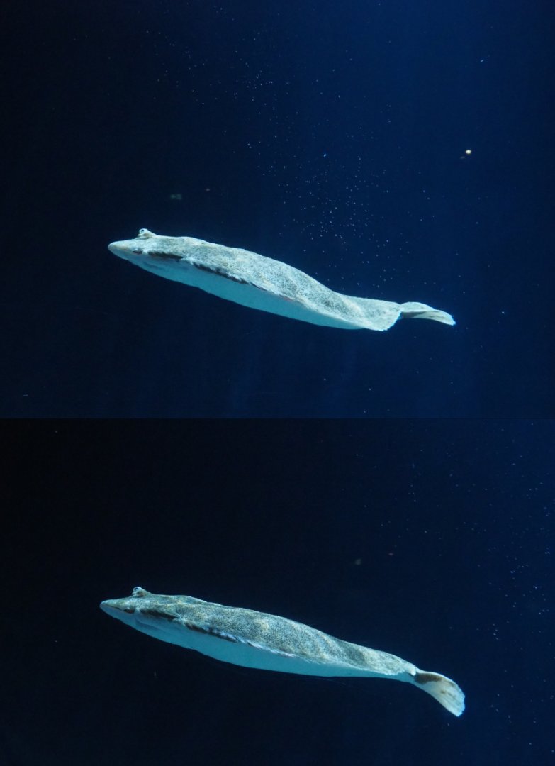 Swimming turbot (Scophthalmus maximus), Nov 10th, 2018