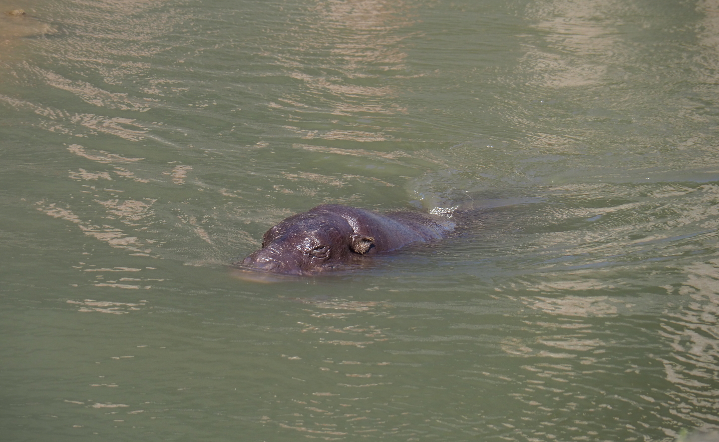 Swimming Western pygmy hippopotamus (Choeropsis liberiensis liberiensis), 2021-09-03