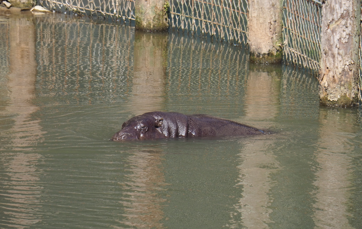 Swimming Western pygmy hippopotamus (Choeropsis liberiensis liberiensis), 2021-09-03