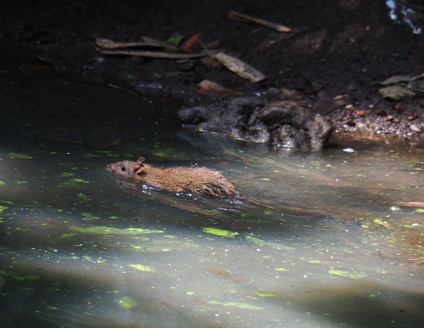 Swimming wild Brown or Norwegian rat (Rattus norvegicus) in the walk-through aviary, 2019-08-04