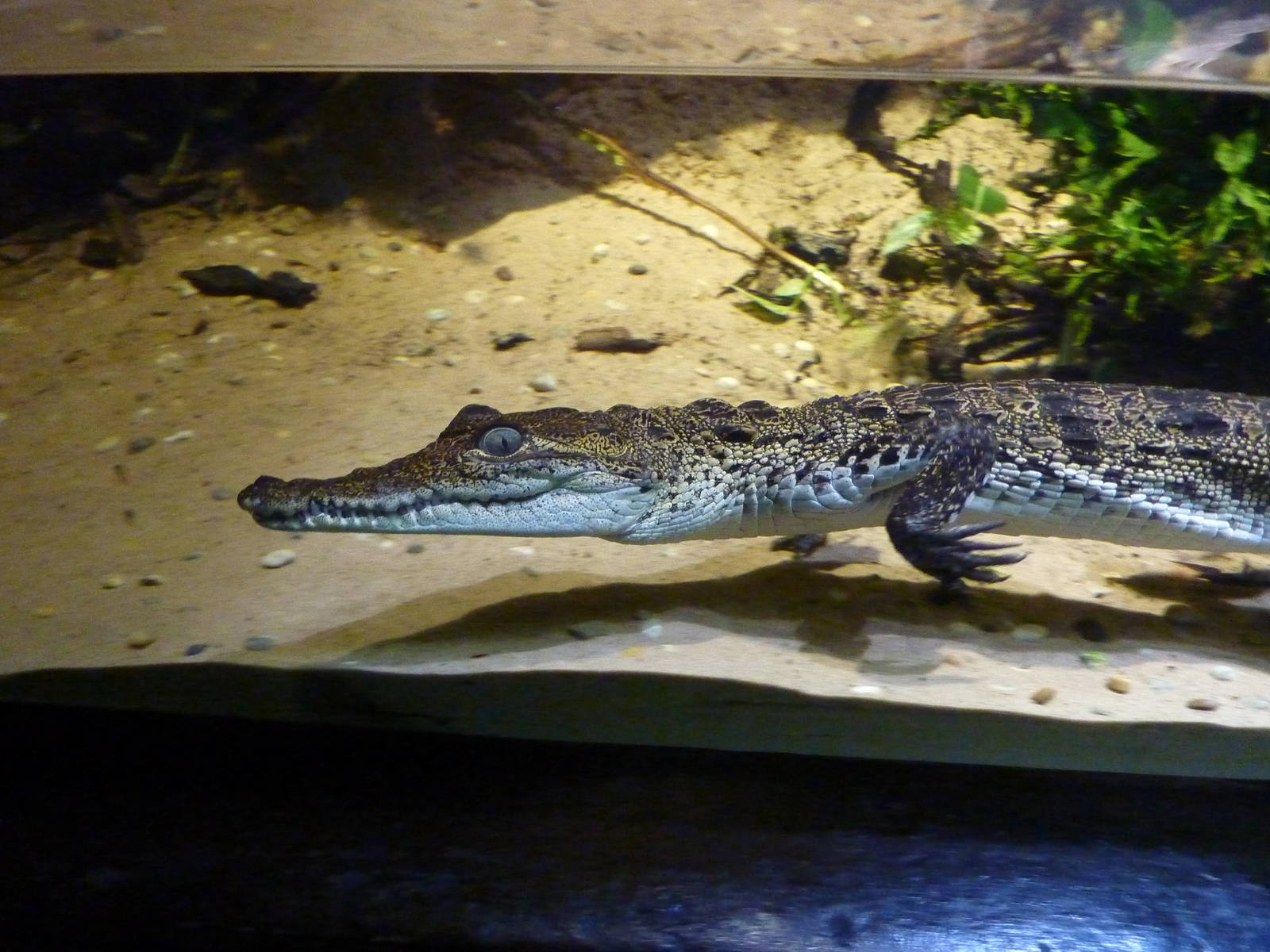 Swimming young Morelet's crocodile