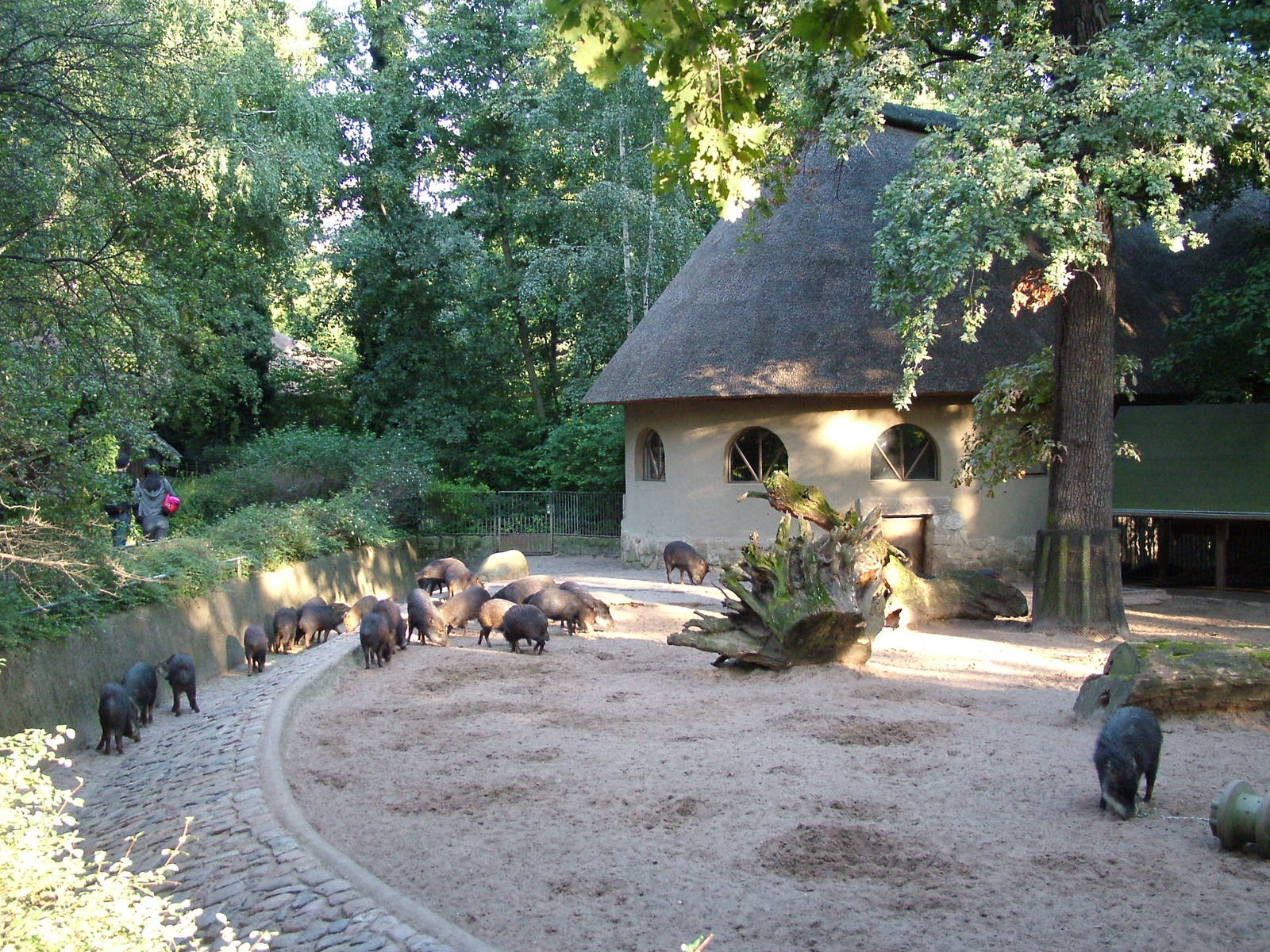 Swine House at Berlin Zoo, 31/08/11