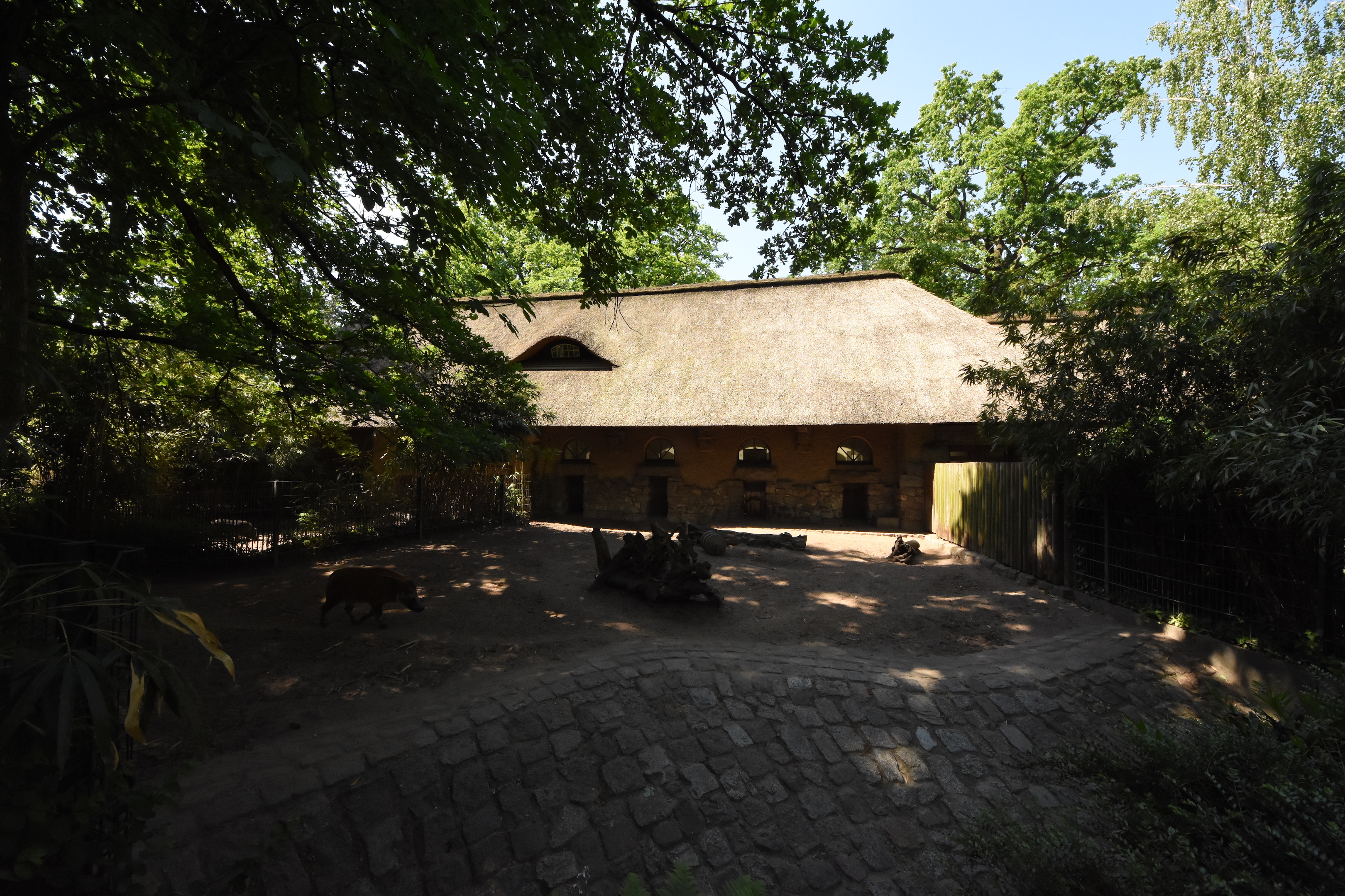 Swine house - Red river hog