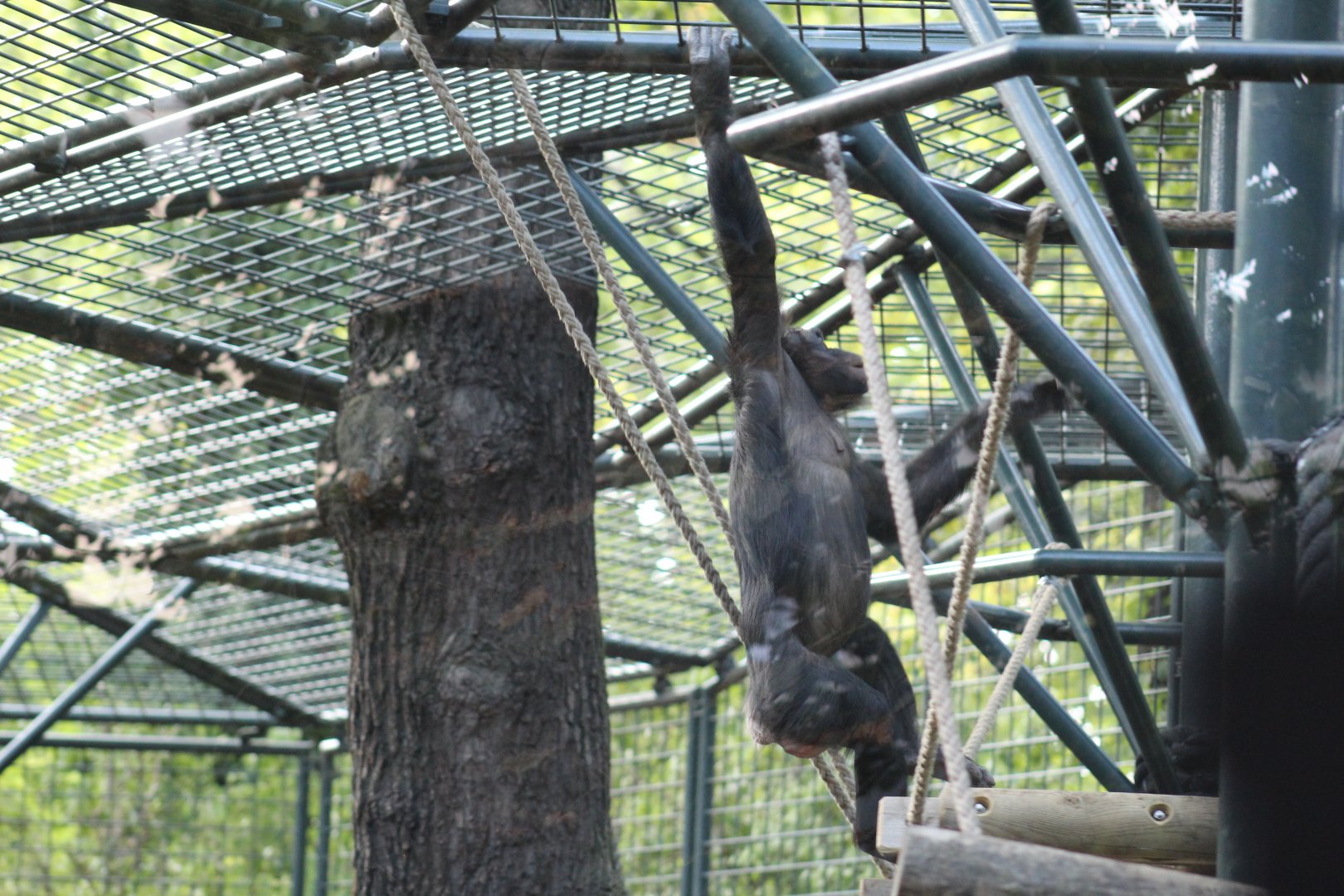 Swinging Bonobo