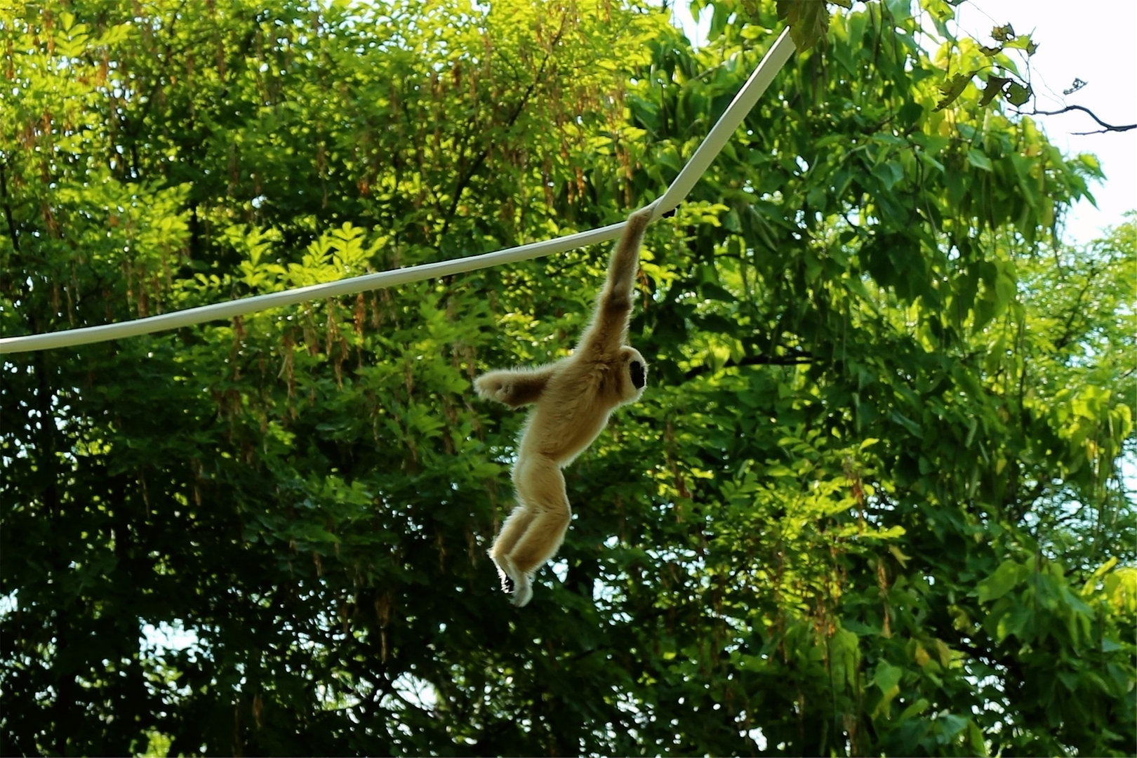 Swinging Gibbon