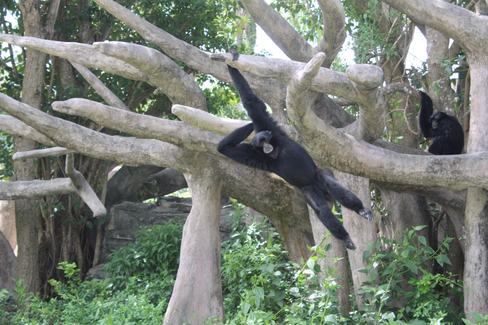 Swinging Siamang