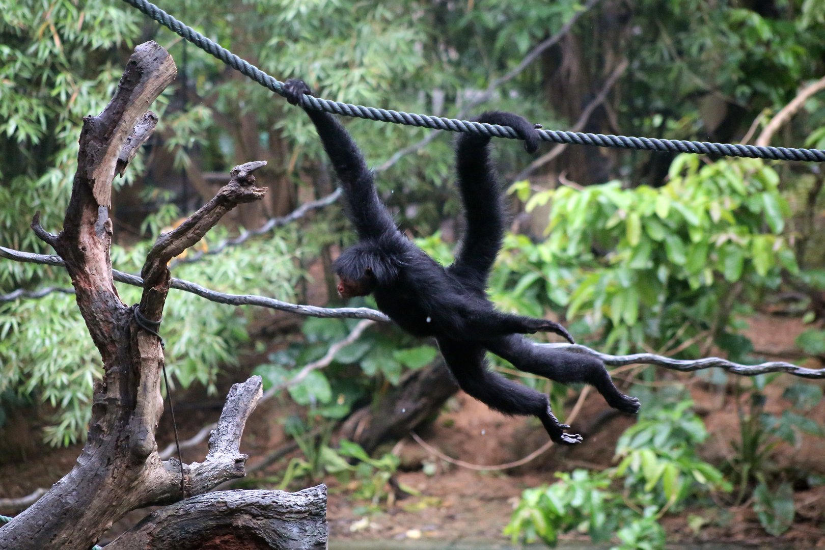 Swinging Spider Monkey