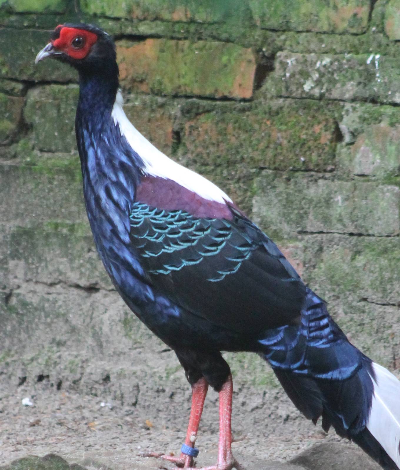 swinhoe pheasant male