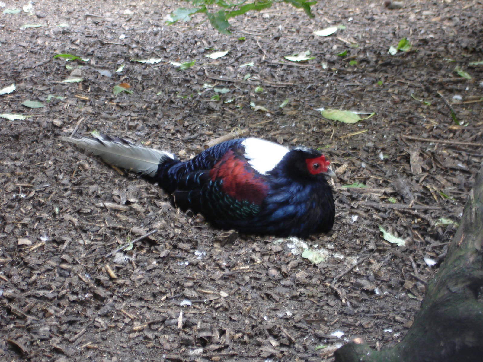 Swinhoe Pheasant