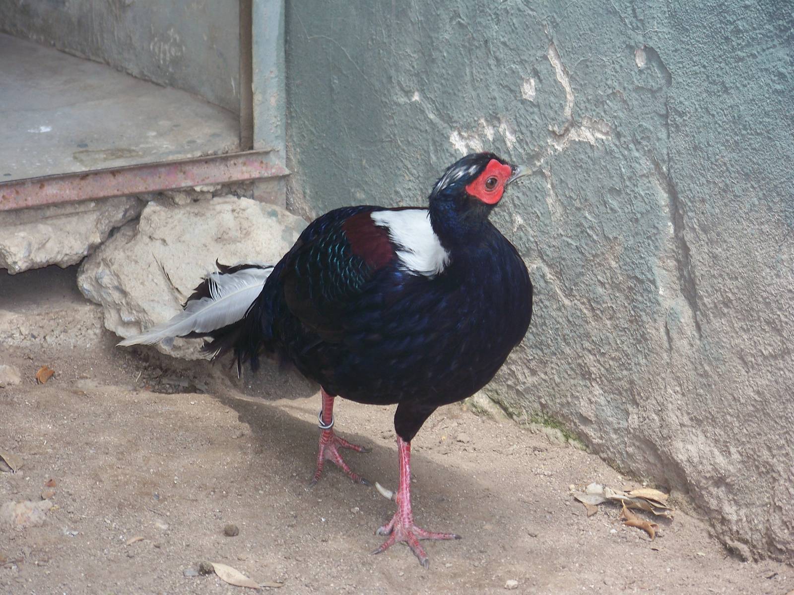 Swinhoe Pheasant