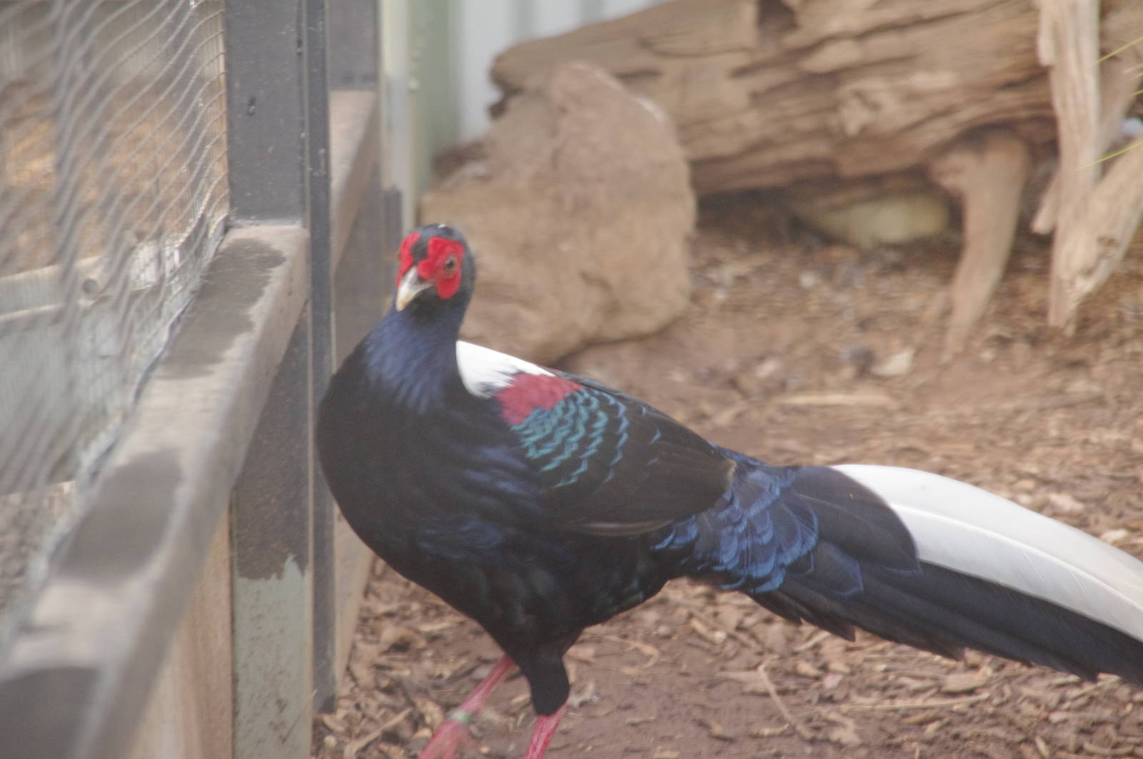Swinhoe Pheasant