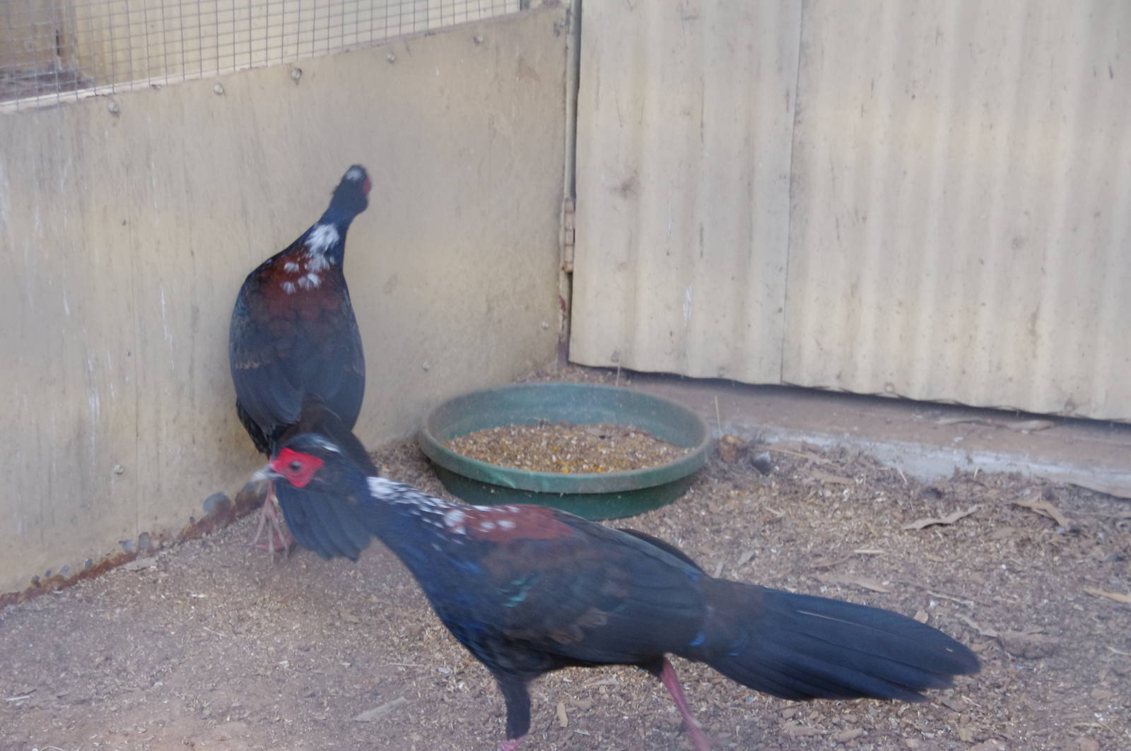 Swinhoe Pheasants - males