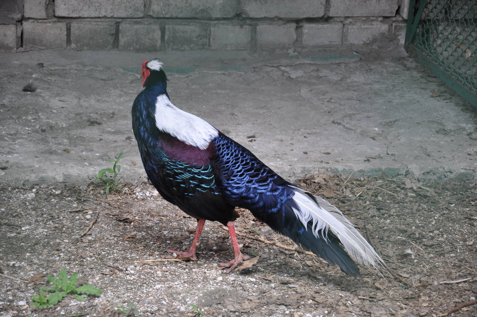 Swinhoe`s pheasant/ Lophura swinhoii