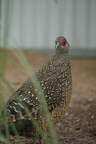 Swinhoes Pheasant