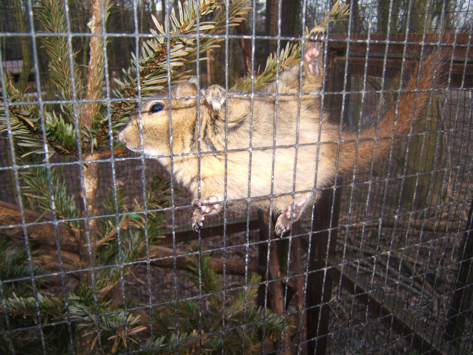 Swinhoe`s Striped Squirrel