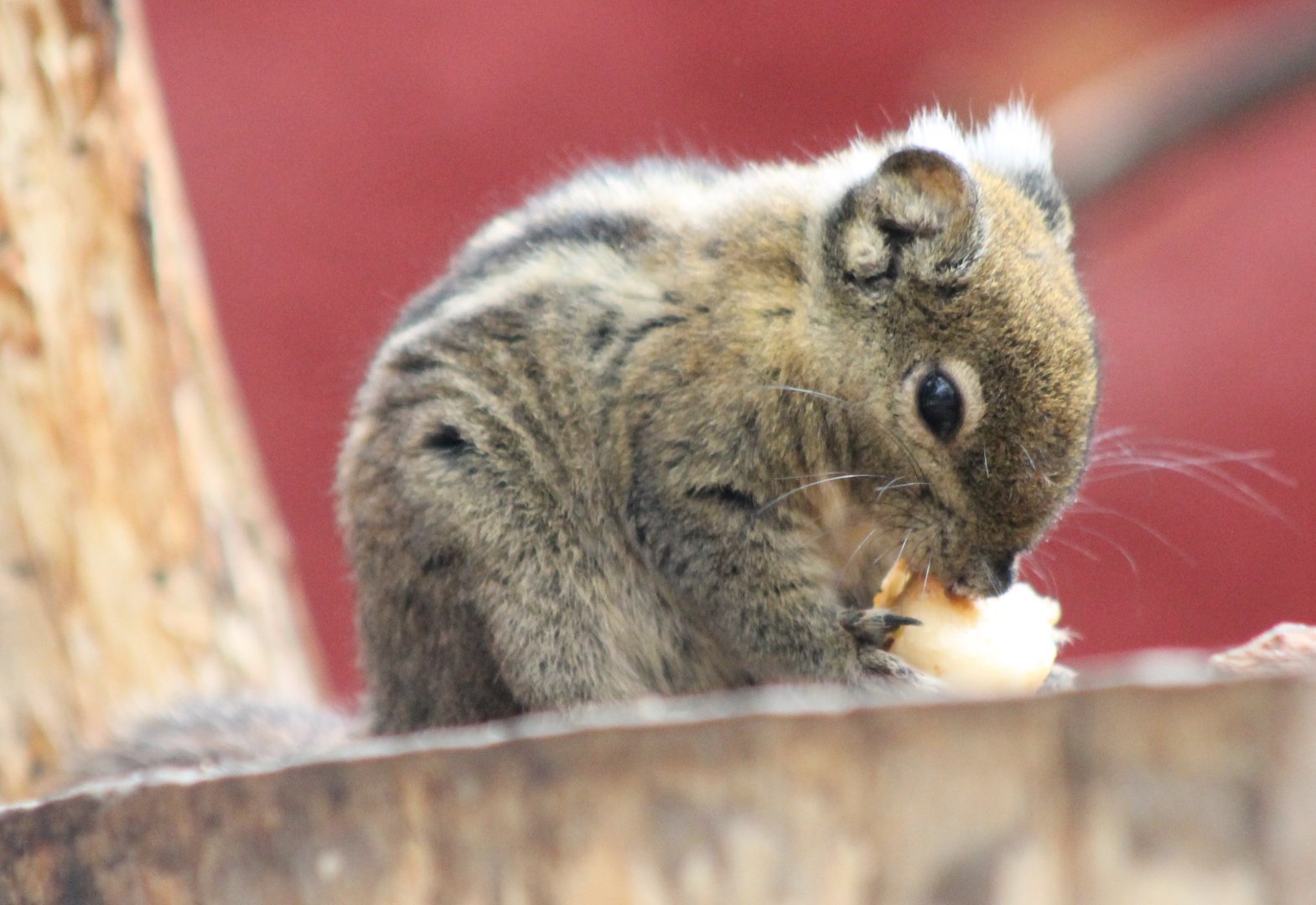 Swinhoe striped ground-squirrel