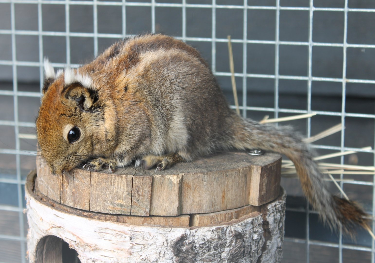Swinhoe striped squirrel