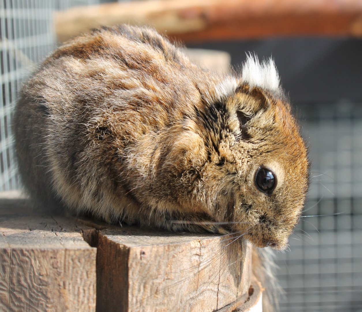 Swinhoe striped squirrel
