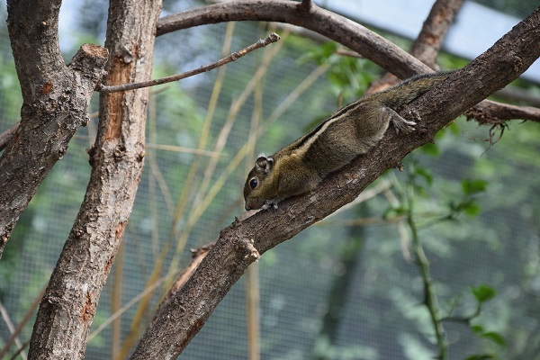 Swinhoe striped squirrel