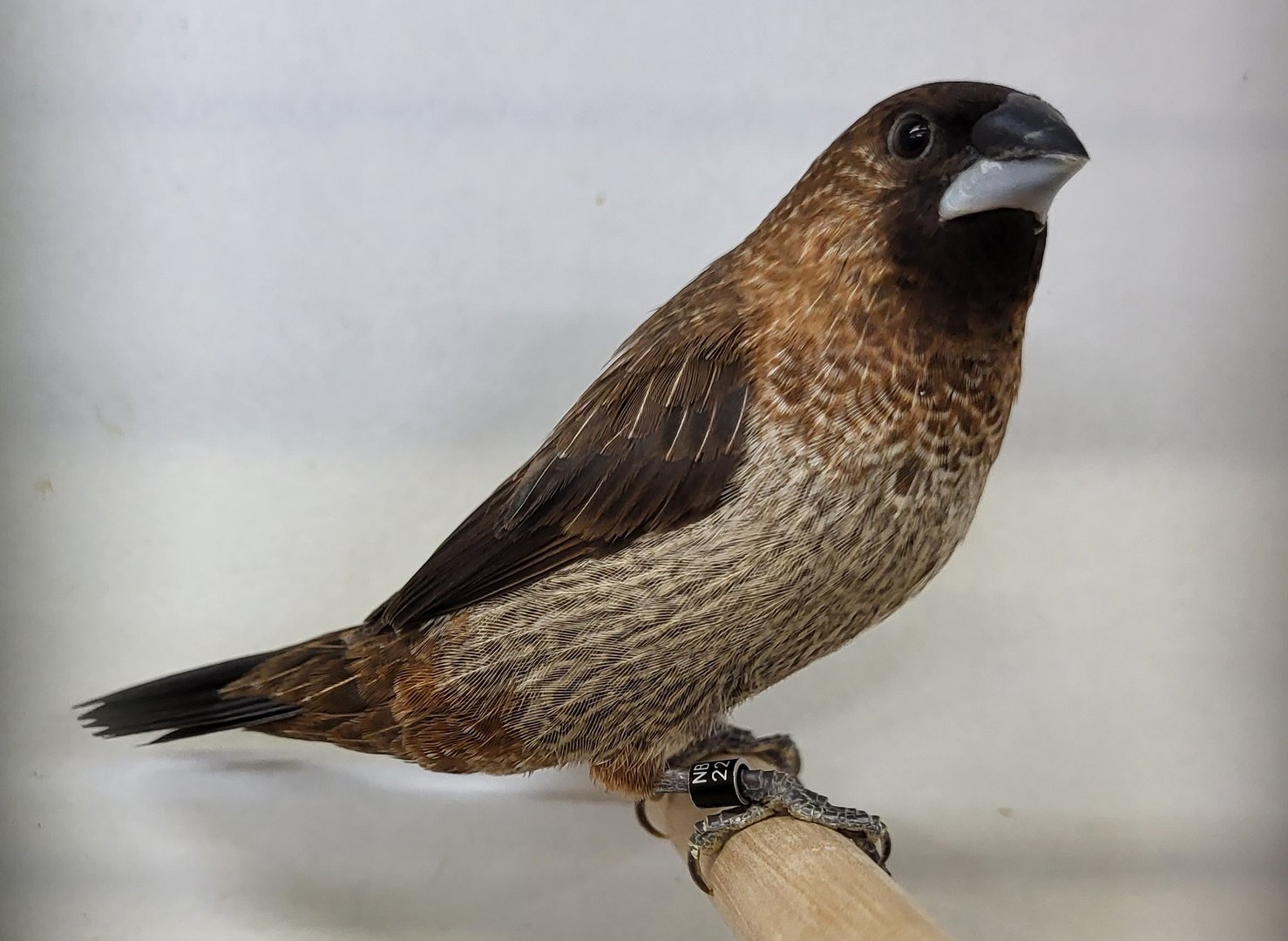 Swinhoe white-rumped munia