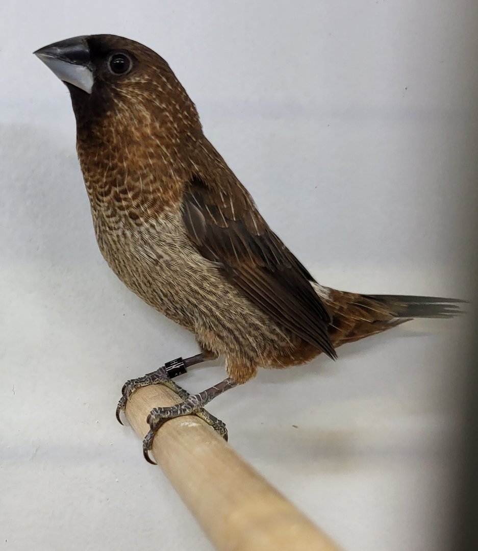 Swinhoe white-rumped munia