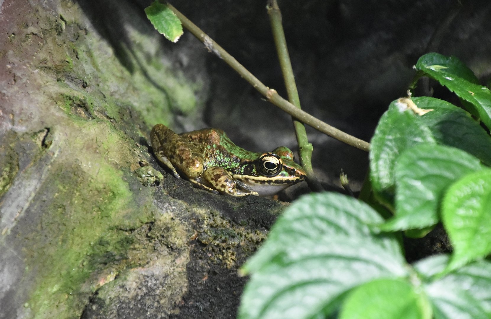 Swinhoe's Brown Frog (Odorrana swinhoana)