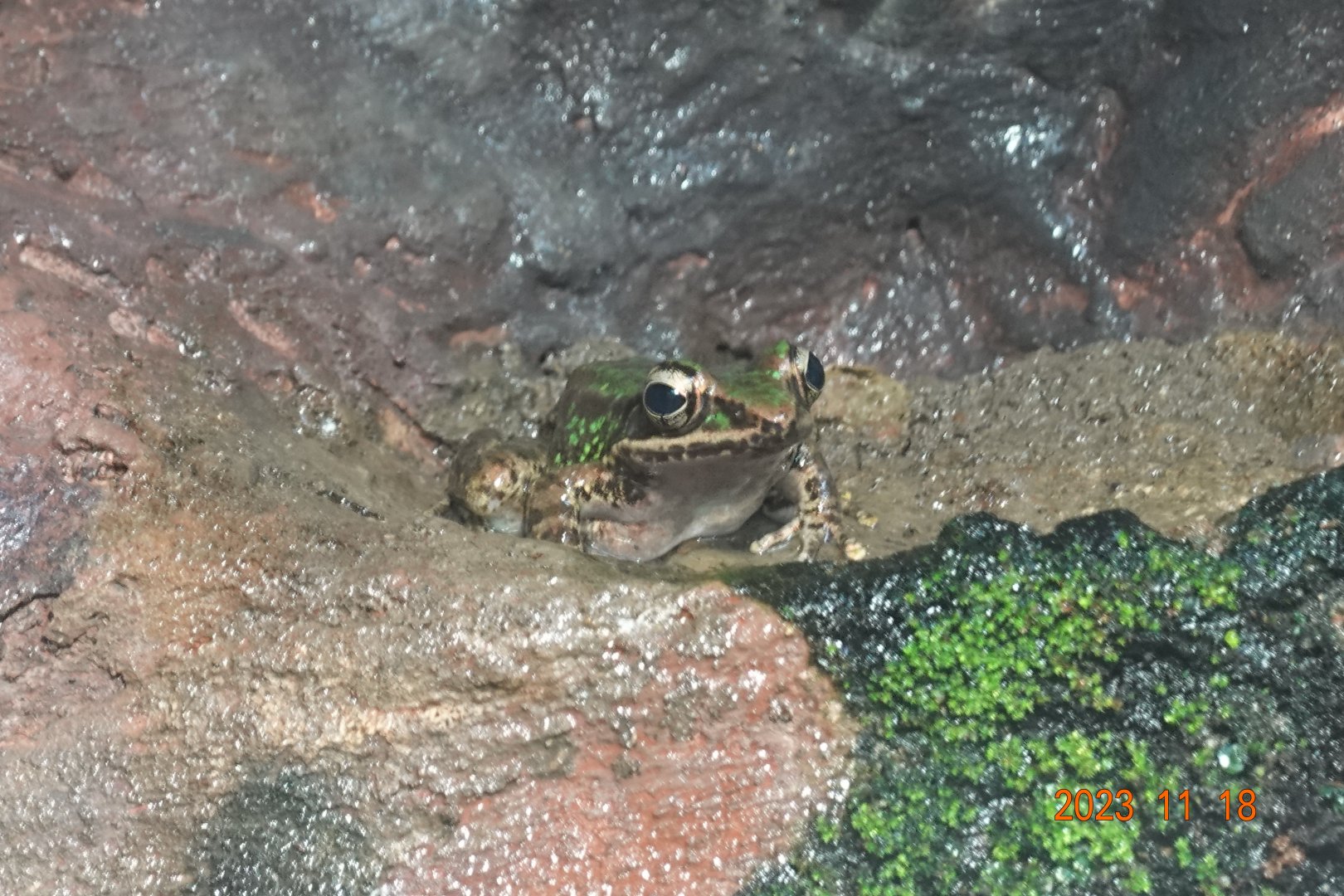 Swinhoe's Frog (Odorrana swinhoana)