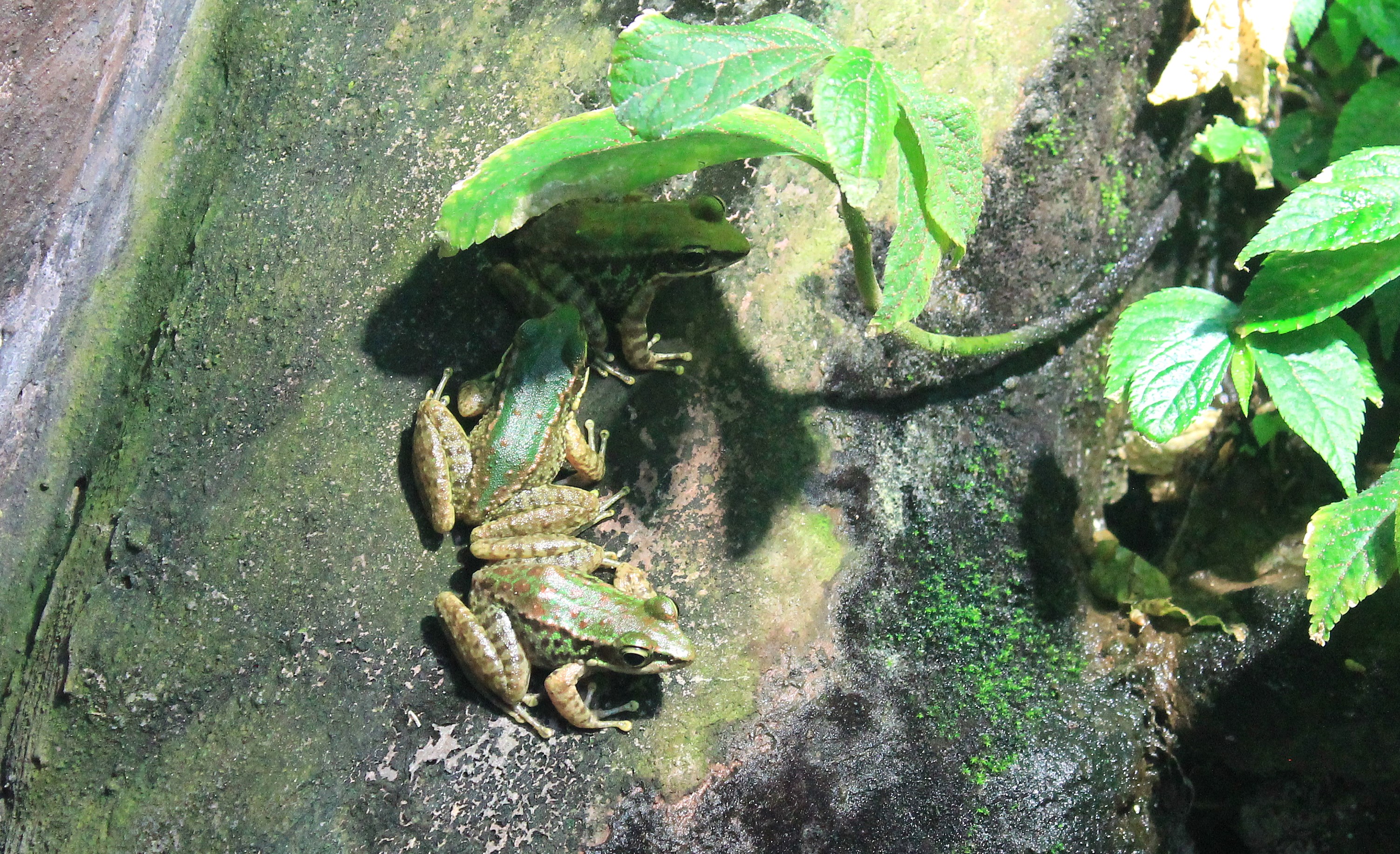 Swinhoe's Frogs (Odorrana swinhoana)