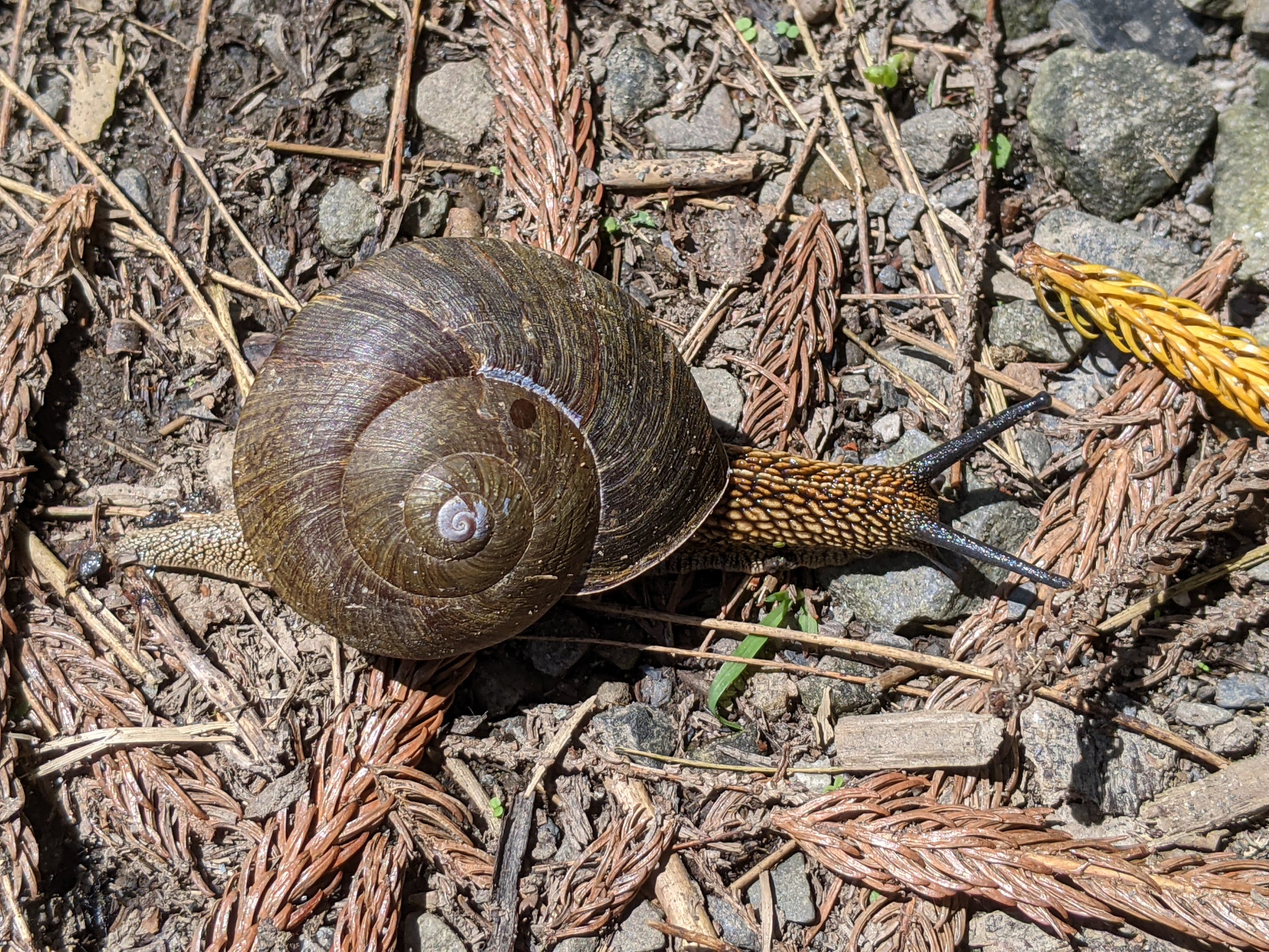 Swinhoe's Giant Snail (Nesiohelix swinhoei)