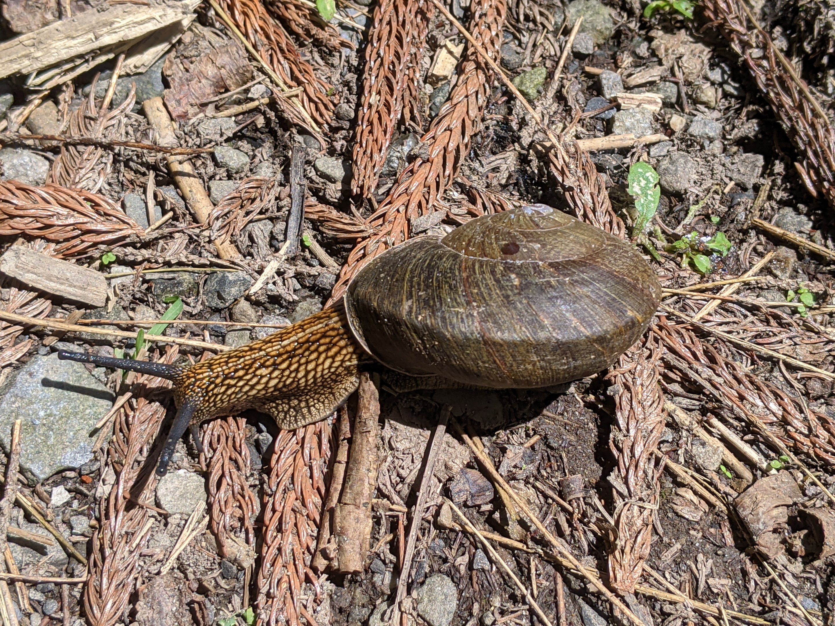 Swinhoe's Giant Snail (Nesiohelix swinhoei)