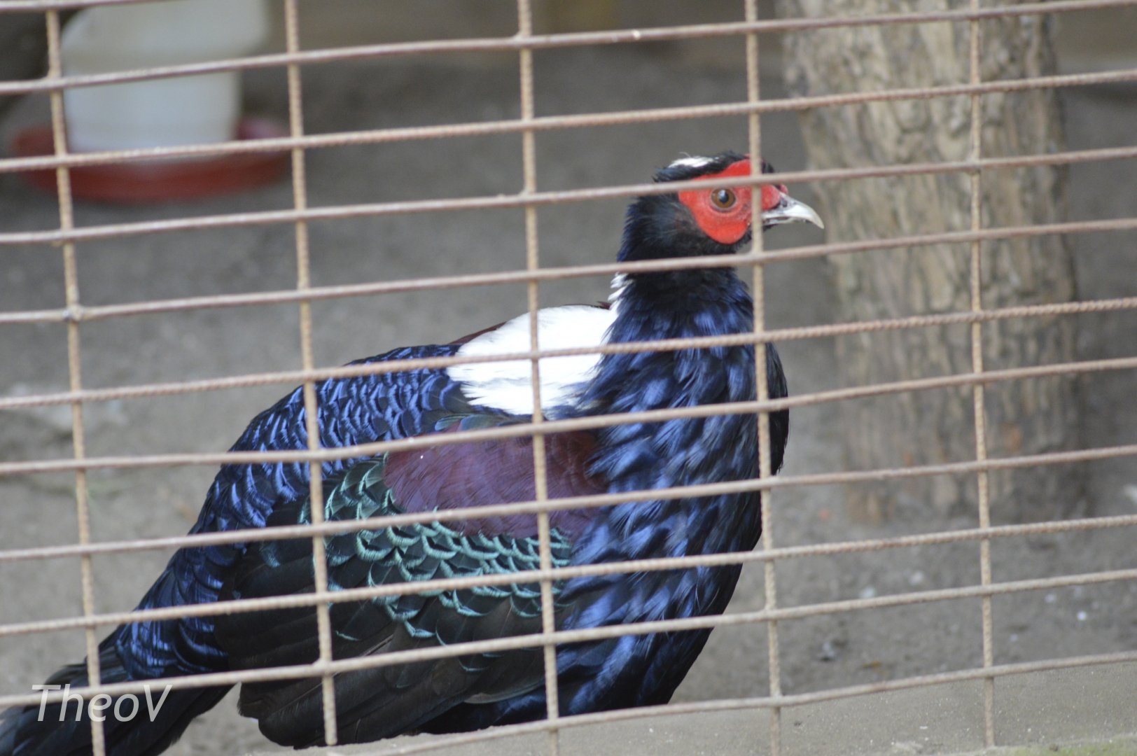 Swinhoe's pheasant [2019]