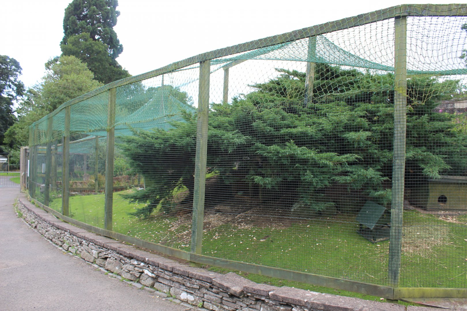 Swinhoe's pheasant and guinea pig aviary