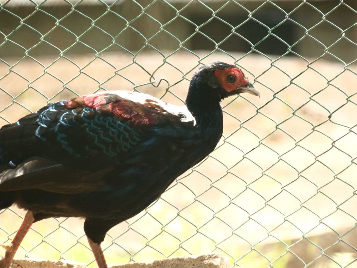 Swinhoe's pheasant - Bansra Gali Wildlife Park 10/7/2018